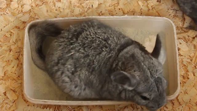 Що потрібно тваринам для щастя смотреть онлайн