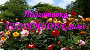 Подготовка ГЕОРГИНОВ к зиме
