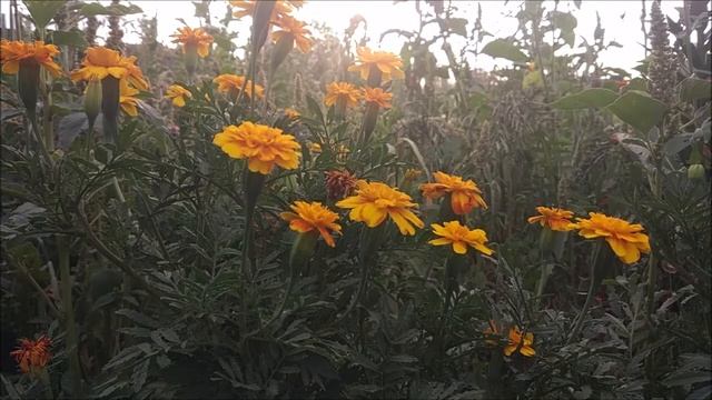 Демократия, её характеристика. Демократическая политическая культура смотреть онлайн