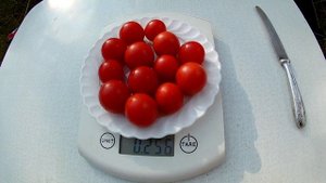 Томат. Сладкий как Линда (Sweet as Linda)