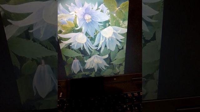 Посадка Княжика, болезни Роз