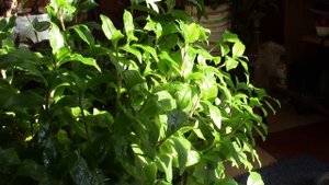 ЛУКОВАЯ ШЕЛУХА И СКОРЛУПА КУРИНЫХ ЯИЦ,ЗАМЕЧАТЕЛЬНОЕ УДОБРЕНИЕ ГОТОВИМ НАСТОЙ