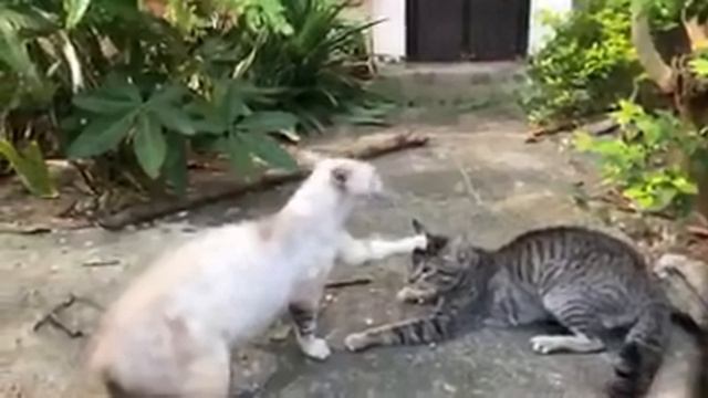 Что это за ритуал.mp4 смотреть онлайн