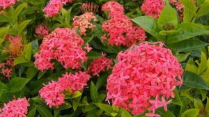 Иксора (лат.  Ixora)