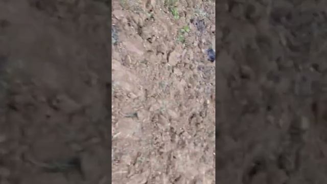 Пилим ветки деревьев #2