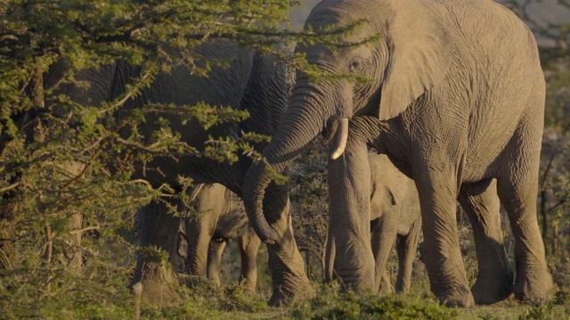 4к видео музыка Федерико Феллини.mov