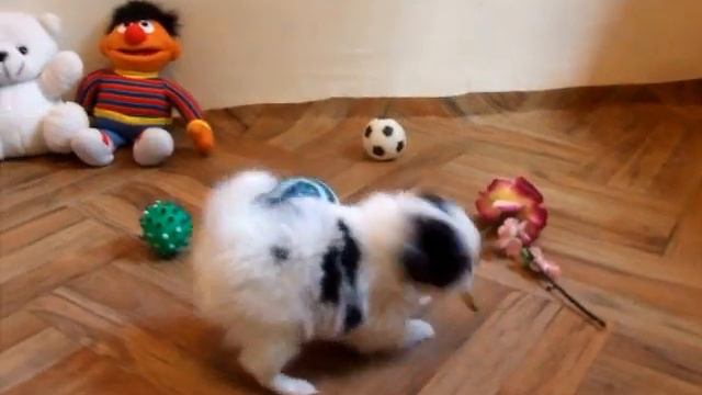 Boy-Royal Shogun смотреть онлайн