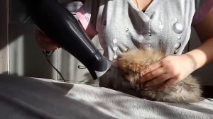 ? Как КУПАТЬ щенка шпица