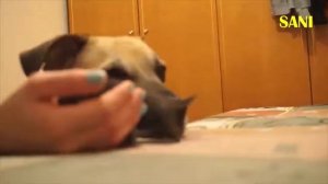 Спасение новорожденного котенка|1 часть|