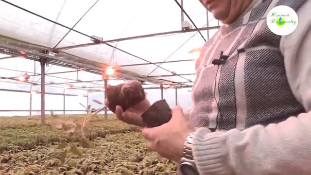 Выращивание рассады томатов в теплице