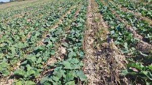 Озимый рапс 2024. Стрип тилл. Сеялка Мзури. КФХ "Терра Ностра".