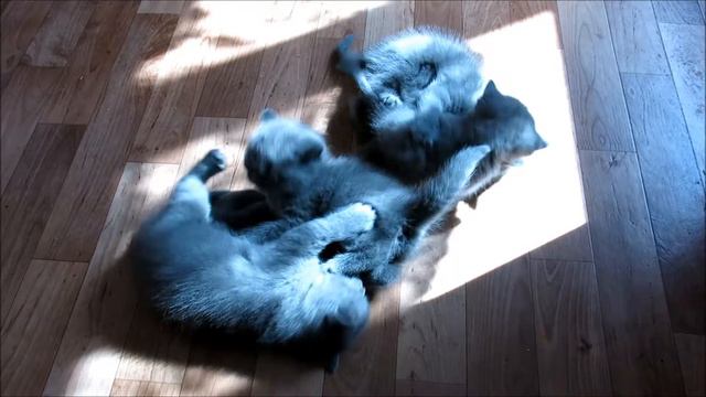 Забияки смотреть онлайн