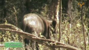 Моя первая встреча с кабаном / My first encounter with a boar