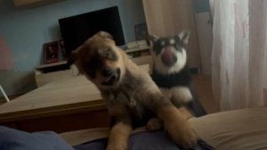 Щенки в добрые дома