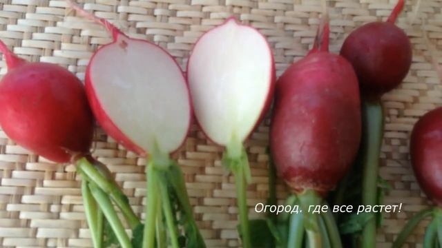 516. Экскурсия по сортам редиски смотреть онлайн