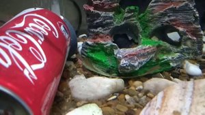 икра сомиков Анциструсов (Сомик присоска) Мальки аквариумных рыбок