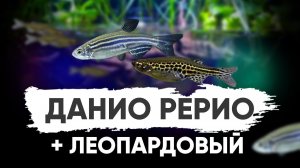 Данио Рерио + Леопардовый