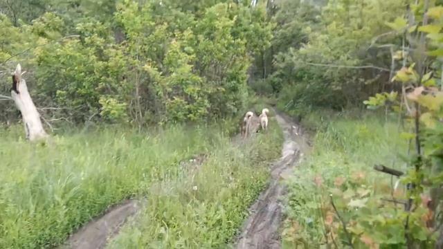 Прогулка с западно-сибирской лайкой и волэндом.
