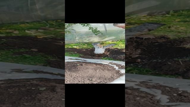Убираем старую яблоню