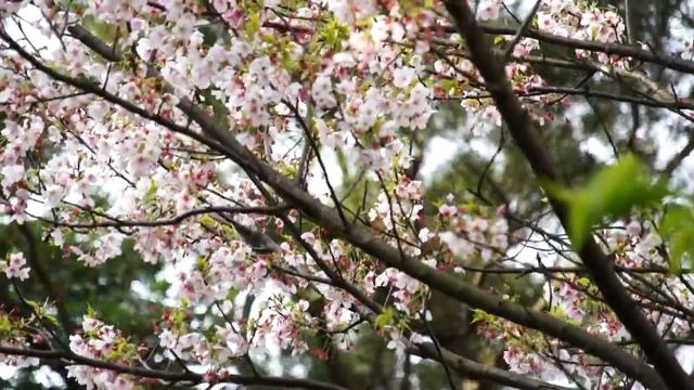 【Sony NEX-C3】日間拍攝 / C смотреть онлайн