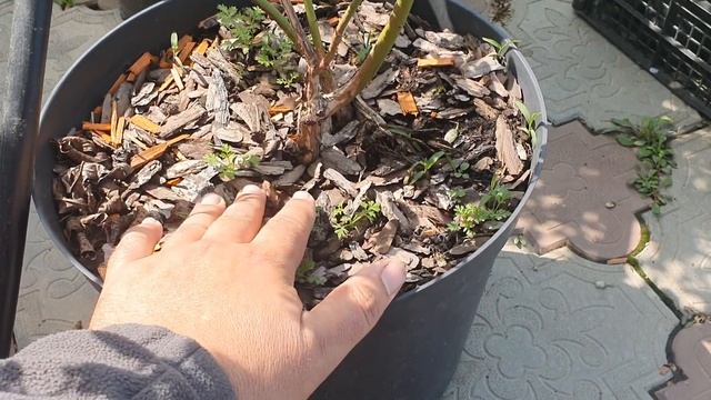 Как определить возраст голубики 1,2,3,4-х летки.