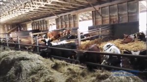 содержание телят