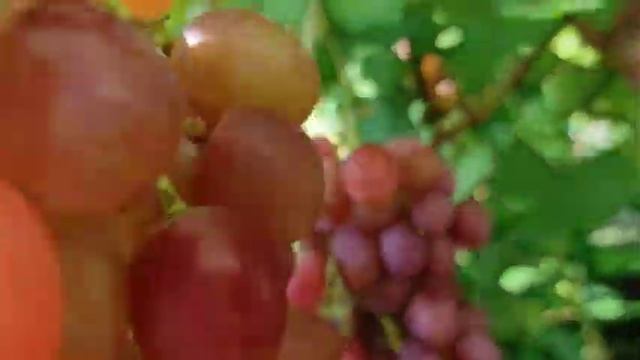 Гурман Ранний 16.08.21 смотреть онлайн