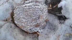 Аэрозольный садовый вар - как работает