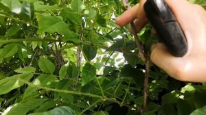 обрезка глицинии по зелёным побегам 24.05.2023