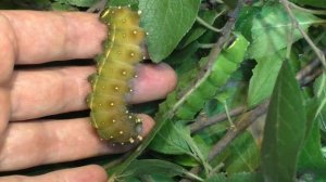 Гусеницы Дульсенеи (Артемиды) окуклились
