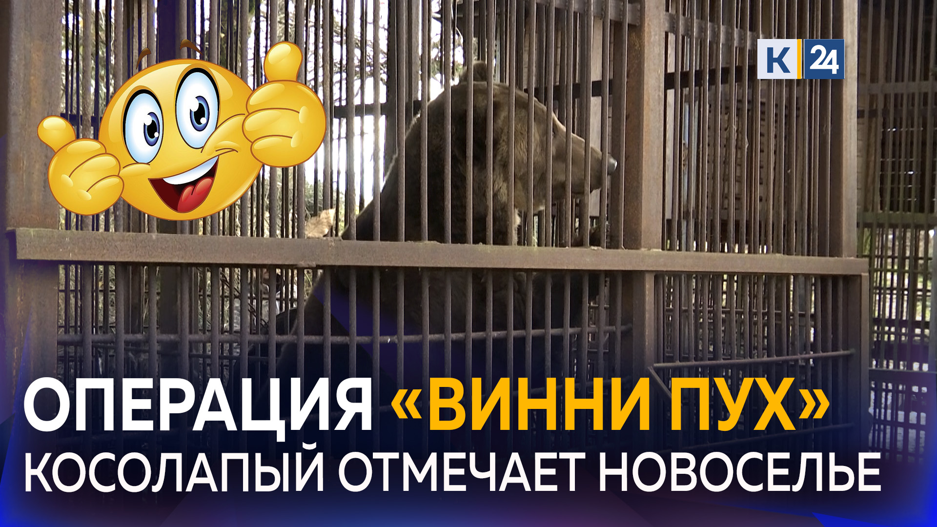 Спасенный из зоопарка в Сочи медведь Винни переехал в «многоэтажку»