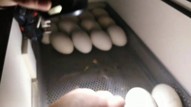 Как спасти инкубацию если отключили свет на долго!? смотреть онлайн