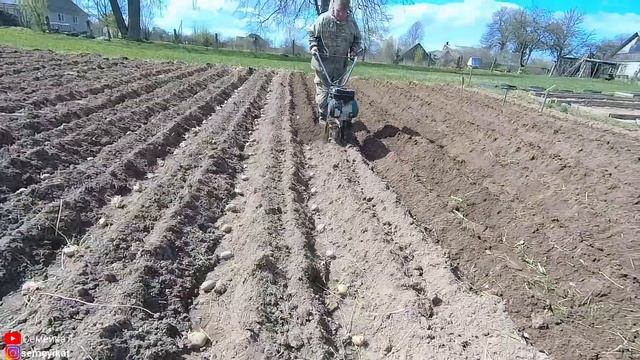 Посадка картофеля мотоблоком/культиватором Caiman primo. Выращивание картофеля в деревне. В деревне