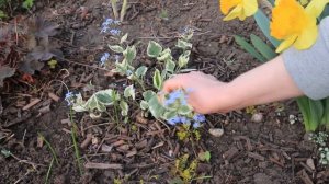 Обзор нашего сада весной. Цветение тюльпанов и других цветов.