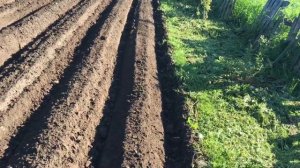 Чеснок Гулливер 24 мая 2021 г. и слепое окучивание картофеля.