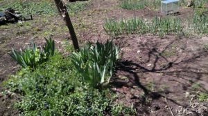 обработка от сорняков. 5 приспособлений для обработки, Гербицид удаление сорняков часть 1