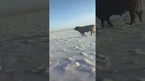 охота на буйвола