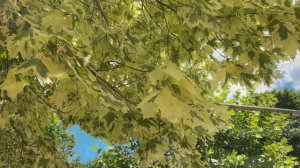 罕见的大白树 - Variegated Norway Maple (Acer platanoides 'Variegatum')