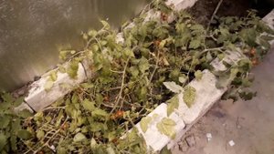 Урожай помидоров зимой в теплице