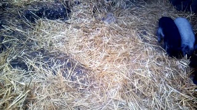 Какой размер загона выбрать для Венгерской Мангалицы. Можно ли держать свинок в маленьком загоне.