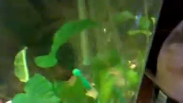 CO2 распылитель смотреть онлайн