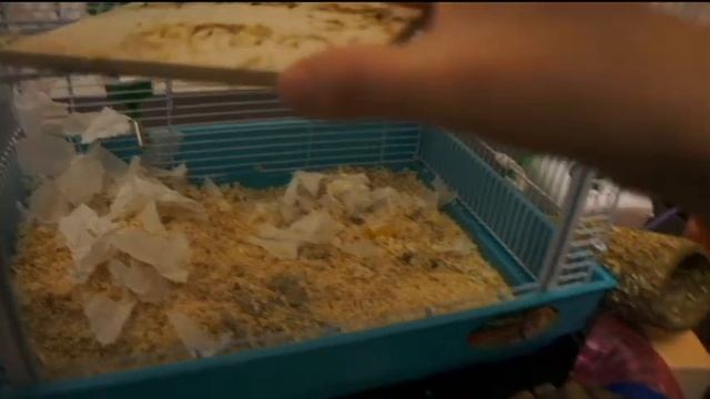 Уборка клетки хомяка Джеррика (часть 1) / Побег хомяка смотреть онлайн