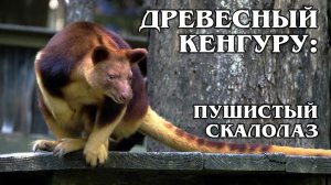 ДРЕВЕСНЫЕ КЕНГУРУ: Они спасут человечество от глобального потепления | Интересные факты про кенгуру