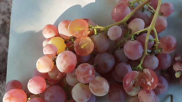 Сеянцы новинки винограда ( кишмиши) 7 августа 2024 год. Виноградник Щереденкова В. А.mp4
