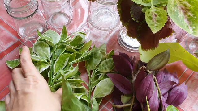 Water propagation of different houseplants | Water propagation with pebbles | Pearl Lifestyle TV смотреть онлайн