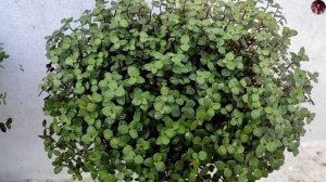 Turtle vine care and gardening tips in malayalam / 4 types of turtle vine / turtle vine ideas