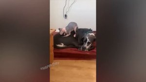 Я РЖАЛ ЦЕЛЫЙ ЧАС?КОШКИ 2022 ЛУЧШИЕ ПРИКОЛЫ_ СМЕШНЫЕ ЖИВОТНЫЕ