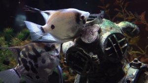 Tropical Angel Fish Reproducing by Laying Eggs CLOSE UP Breeding