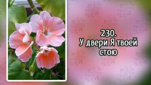 Гимны надежды 230 У двери Я твоей стою (-)