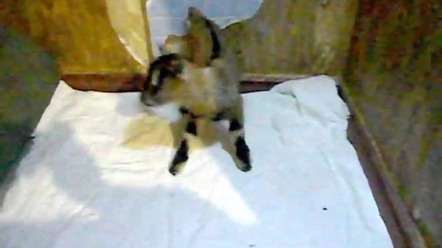 Карликовая козочка. Что делать если родился слабый козленок. смотреть онлайн